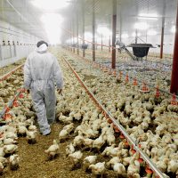 smiertelny-wypadek-w-fermie-drobiu-iStock